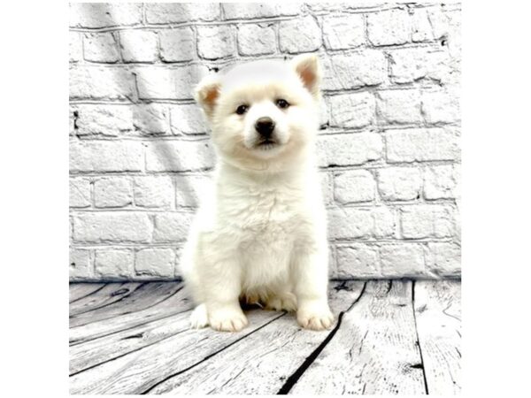 Pomsky DOG Male White 7347 Petland Ashland, Kentucky