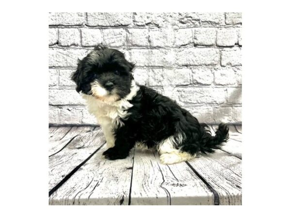 Havanese-DOG-Female-Black / White-7348-Petland Ashland, Kentucky