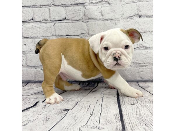 Victorian Bulldoge-DOG-Male-Red-7361-Petland Ashland, Kentucky