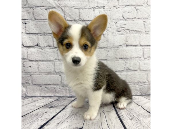 Pembroke Welsh Corgi DOG Female Black Tan / White 7370 Petland Ashland, Kentucky