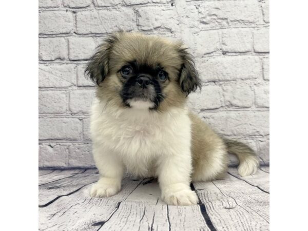 Pekingese DOG Male Sable 7369 Petland Ashland, Kentucky