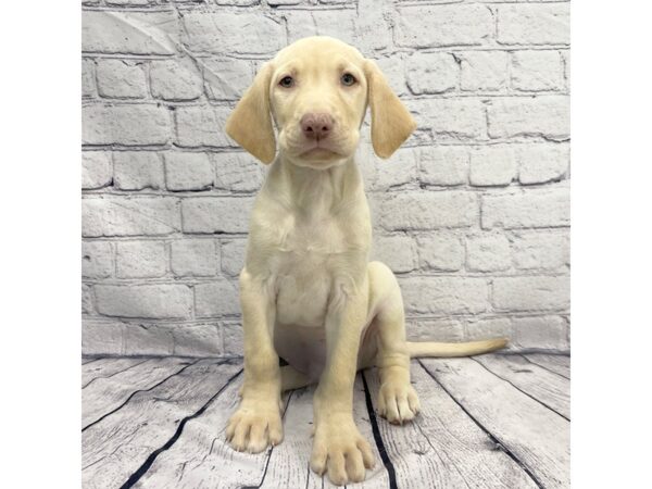 Labrador Retriever-DOG-Male-Yellow-7368-Petland Ashland, Kentucky