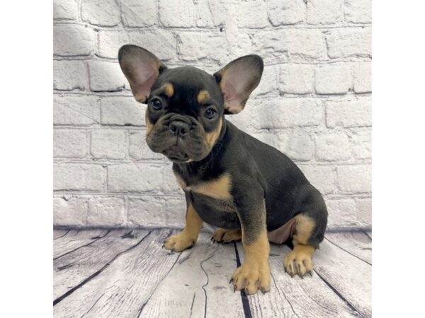 French Bulldog DOG Female Black / Tan 7367 Petland Ashland, Kentucky