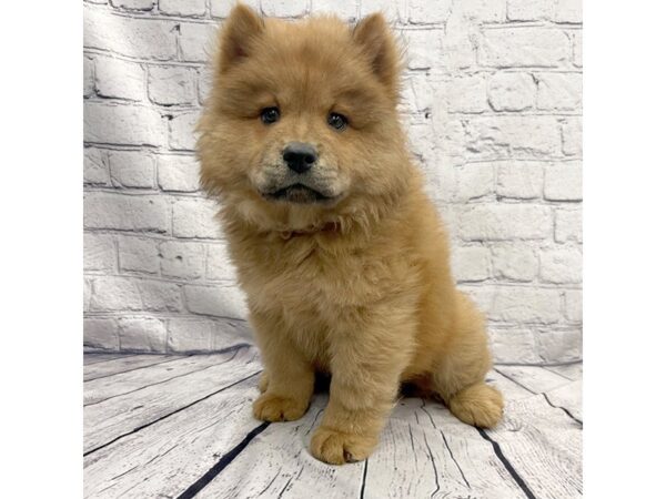 Chow Chow DOG Male Red 7365 Petland Ashland, Kentucky