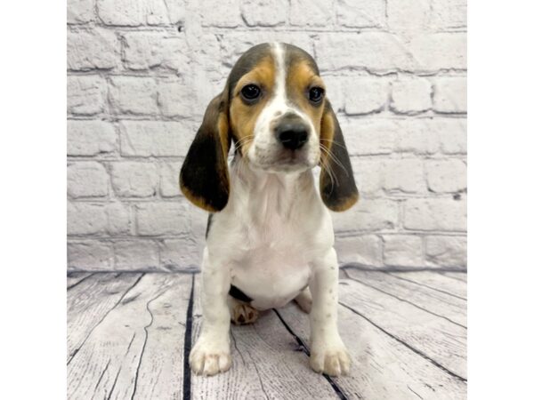 Beagle DOG Female Black White / Tan 7364 Petland Ashland, Kentucky