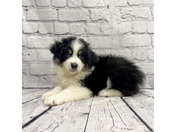 Australian Shepherd/Miniature Australian Shepherd-DOG-Male-Black-7363-Petland Ashland, Kentucky