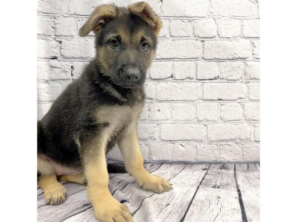 German Shepherd Dog-DOG-Female-Black / Tan-7362-Petland Ashland, Kentucky