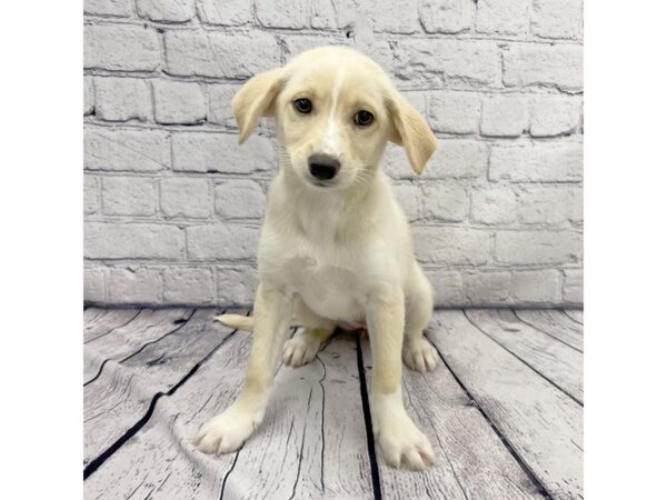 Labrador Retriever/Siberian Husky-DOG-Female-Yellow-7357-Petland Ashland, Kentucky