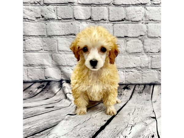 Poodle Toy-DOG-Female-Red-7355-Petland Ashland, Kentucky