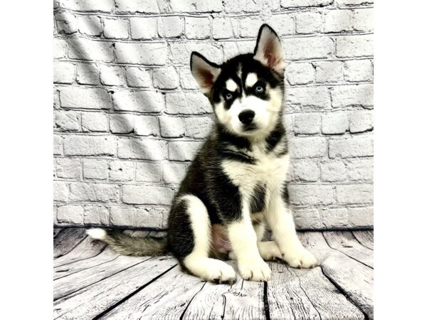 Siberian Husky DOG Male Black/white 7321 Petland Ashland, Kentucky