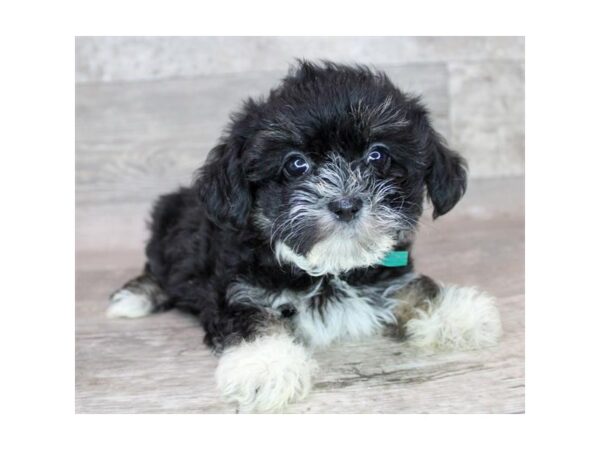 Teddy Bear-DOG-Female-Black White / Tan-7380-Petland Ashland, Kentucky