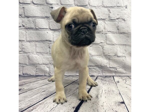 Pug DOG Male Fawn 7377 Petland Ashland, Kentucky