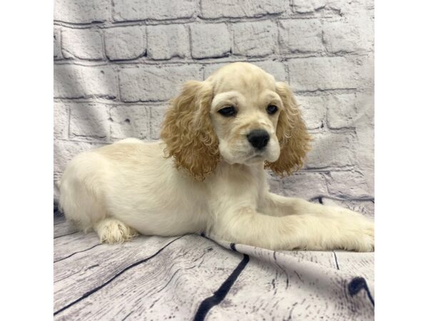 Cocker Spaniel DOG Female Buff / White 7373 Petland Ashland, Kentucky