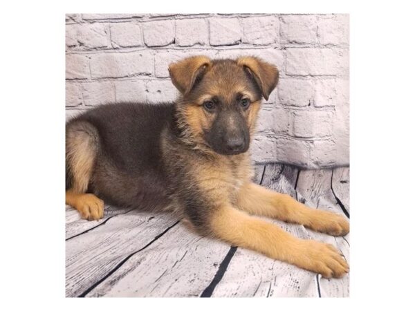 German Shepherd Dog DOG Male Black Sable 7379 Petland Ashland, Kentucky