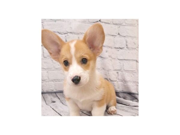 Pembroke Welsh Corgi DOG Female Red / White 7376 Petland Ashland, Kentucky