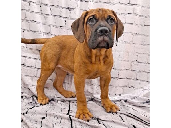 Bullmastiff-DOG-Female--7378-Petland Ashland, Kentucky