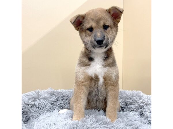 Shiba Inu DOG Female Red 7385 Petland Ashland, Kentucky