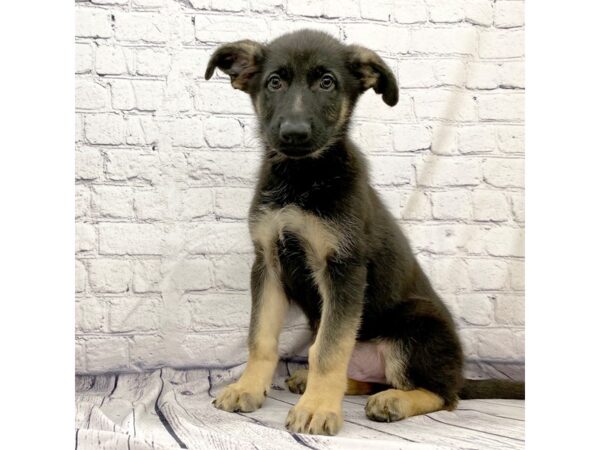 German Shepherd Dog DOG Male Black / Tan 7383 Petland Ashland, Kentucky