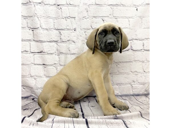 Mastiff DOG Male Fawn 7384 Petland Ashland, Kentucky