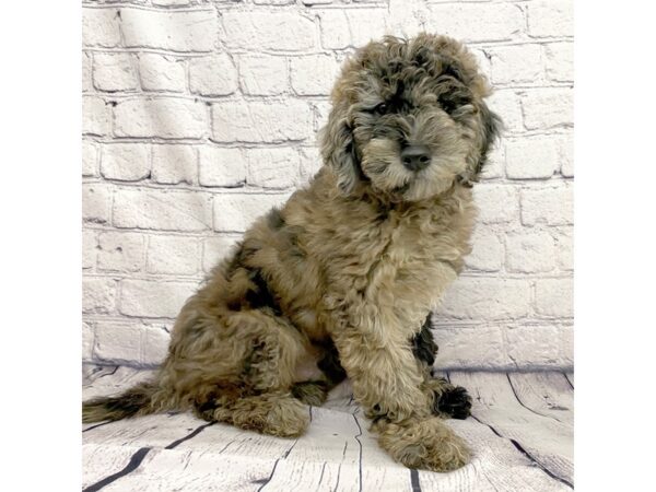 Goldendoodle-DOG-Male-Chocolate Merle-7386-Petland Ashland, Kentucky