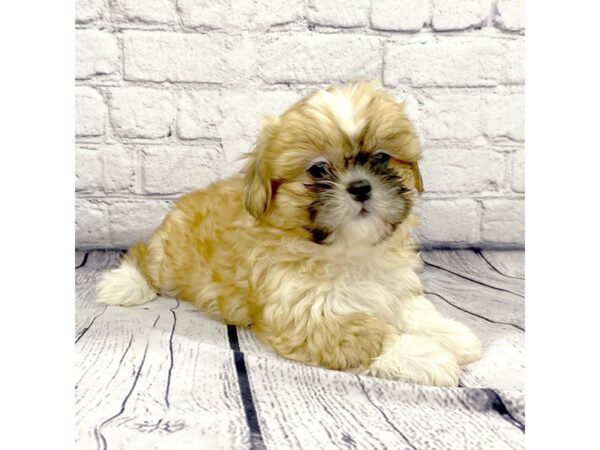 Shih Tzu DOG Male Brown / White 7390 Petland Ashland, Kentucky