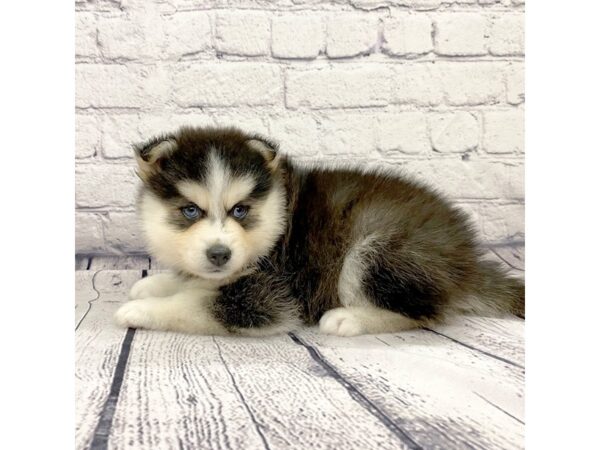 Pomsky DOG Male Black / White 7389 Petland Ashland, Kentucky