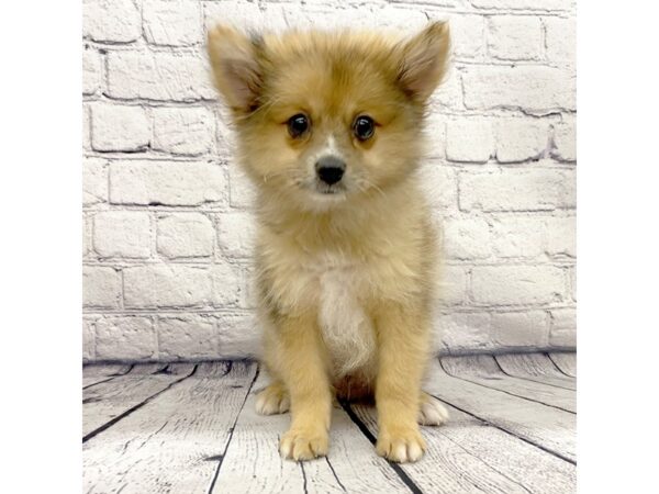 Pomeranian DOG Male Sable 7387 Petland Ashland, Kentucky