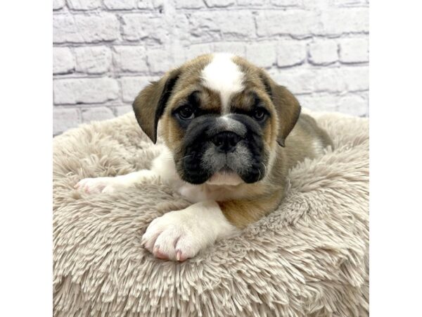 English Bulldog-DOG-Male-Brindle-7415-Petland Ashland, Kentucky