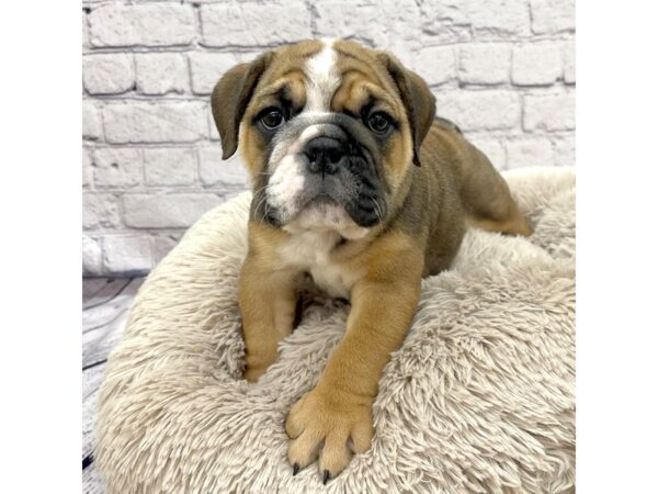 English Bulldog DOG Female Red 7414 Petland Ashland, Kentucky