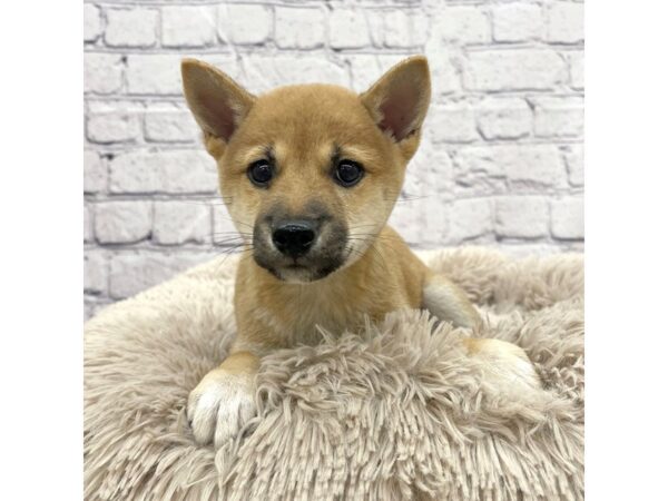 Shiba Inu DOG Female Red Sesame 7412 Petland Ashland, Kentucky