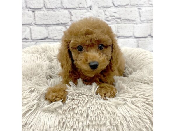 Cavapoo DOG Male Red 7411 Petland Ashland, Kentucky