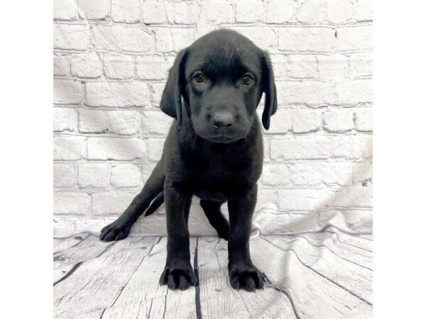 Labrador Retriever DOG Female Black 7407 Petland Ashland, Kentucky