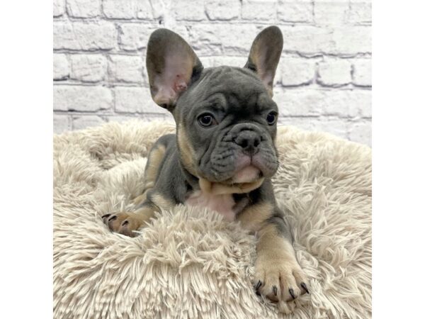 French Bulldog DOG Male Blue / Tan 7406 Petland Ashland, Kentucky