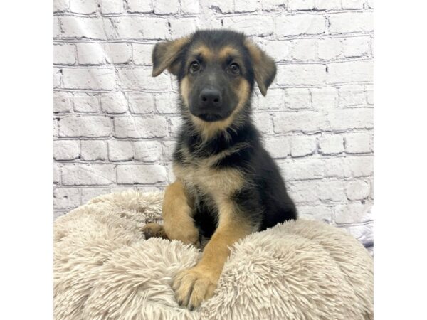 German Shepherd Dog DOG Female Black / Tan 7405 Petland Ashland, Kentucky