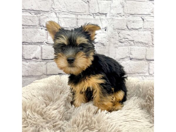 Silky Terrier DOG Male Black / Tan 7404 Petland Ashland, Kentucky