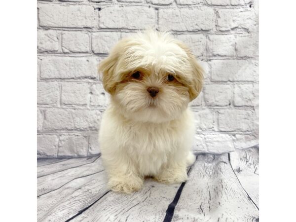 Shih Tzu DOG Female Gold / White 7403 Petland Ashland, Kentucky