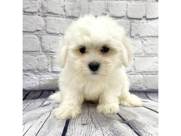 Lachon DOG Male Cream / White 7402 Petland Ashland, Kentucky