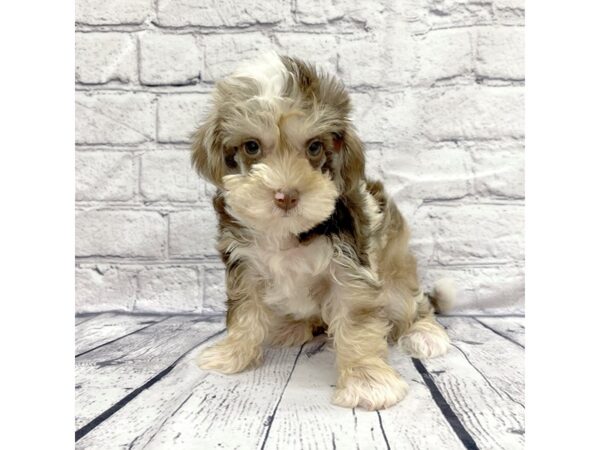 Schnoodle DOG Female Chocolate Merle 7396 Petland Ashland, Kentucky