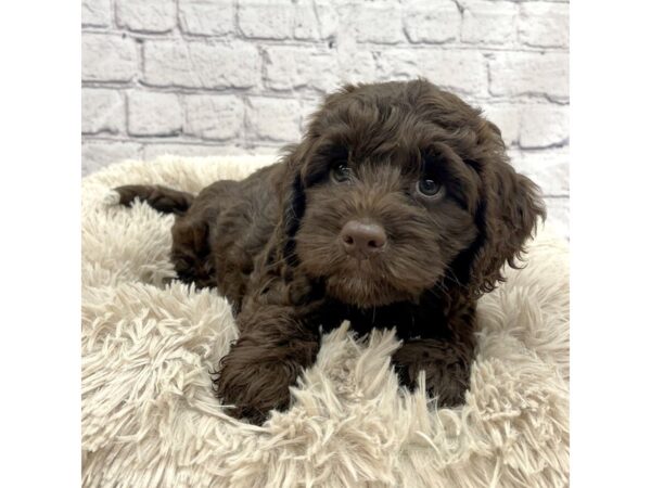 Labradoodle Mini 2nd Gen-DOG-Female-Chocolate-7398-Petland Ashland, Kentucky