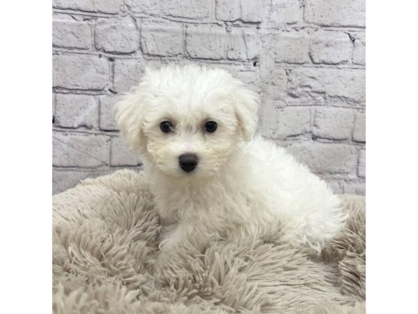 Bichon Frise-DOG-Male-White-7399-Petland Ashland, Kentucky