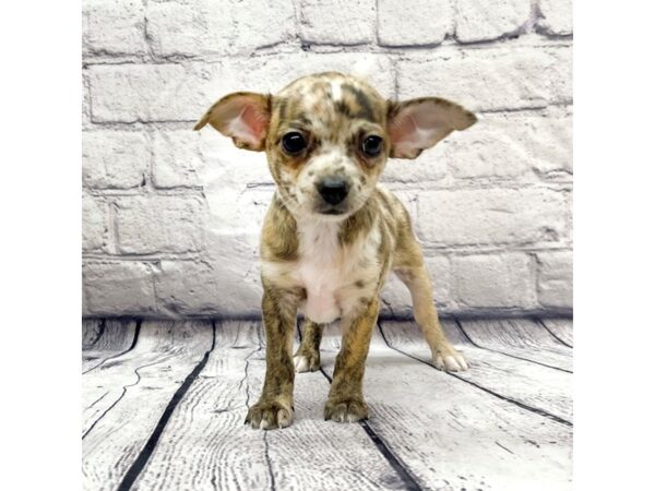 Chihuahua DOG Female Merle 7400 Petland Ashland, Kentucky