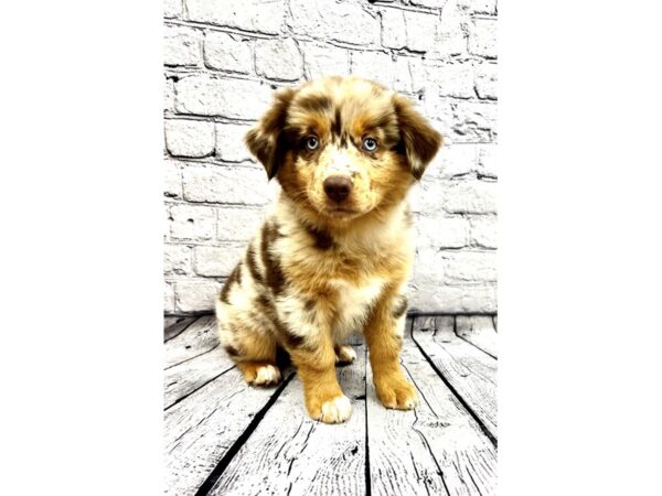 Australian Shepherd DOG Female Red Merle 7418 Petland Ashland, Kentucky