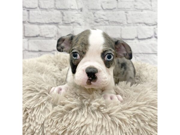 Boston Terrier DOG Male Blue Merle / White 7410 Petland Ashland, Kentucky