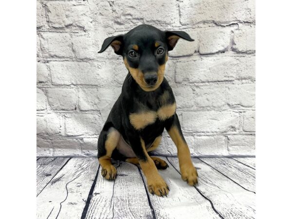 Miniature Pinscher-DOG-Male-Black / Rust-7408-Petland Ashland, Kentucky