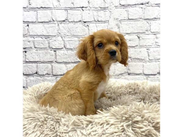 Cavalier King Charles Spaniel-DOG-Male-Ruby-7413-Petland Ashland, Kentucky