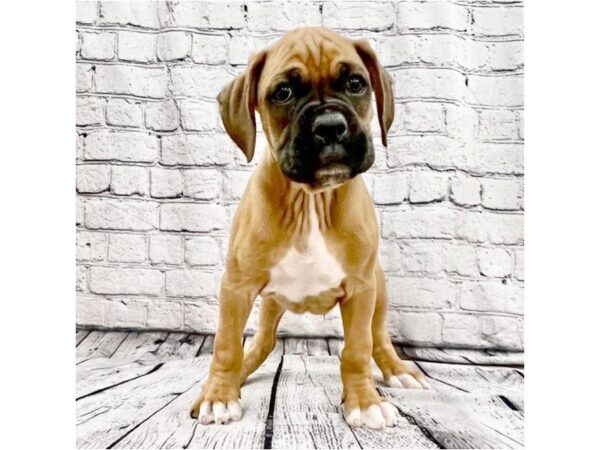 Boxer DOG Male Fawn / White 7416 Petland Ashland, Kentucky