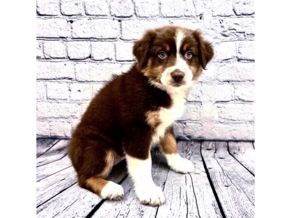 Australian Shepherd-DOG-Female-red-7417-Petland Ashland, Kentucky