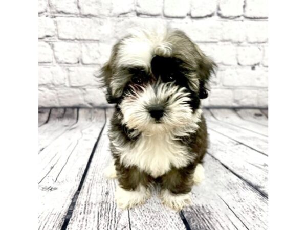 Havanese DOG Female Sable & White 7419 Petland Ashland, Kentucky