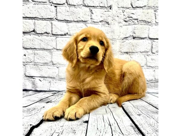 Golden Retriever DOG Male Golden/Ruby 7429 Petland Ashland, Kentucky