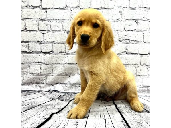 Golden Retriever DOG Male Golden 7428 Petland Ashland, Kentucky